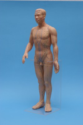 Model of man