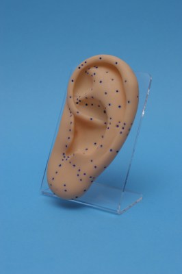 Model of ear