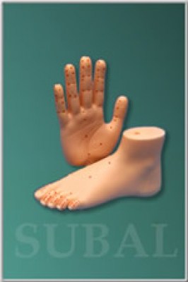 Model of hand and foot
